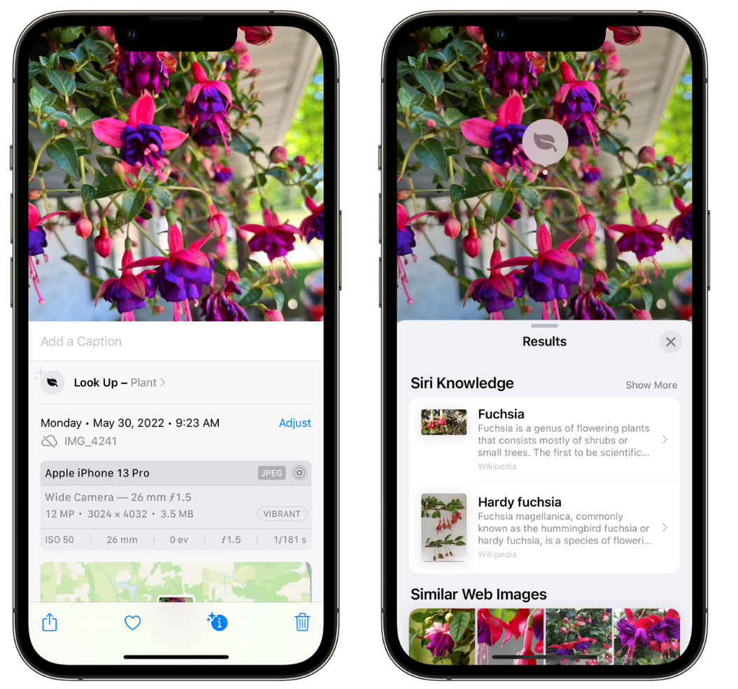 阿荣苹果手机维修分享小技巧：使用 iPhone 相机识别花卉植物 